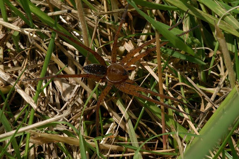 Dolomedes_plantarius_D5131_Z_89_Canal du Nivernais_Frankrijk.jpg